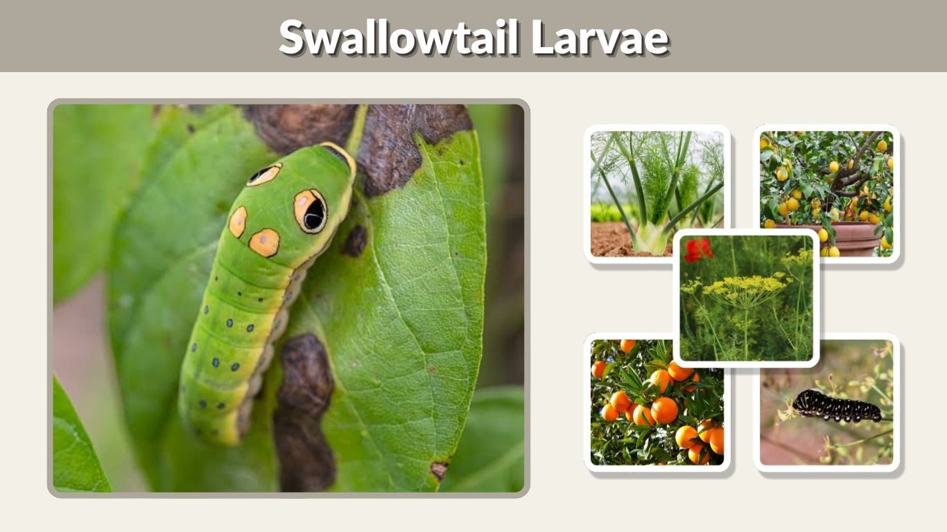 Swallowtail Larvae: Identification, Food, Stages and Care