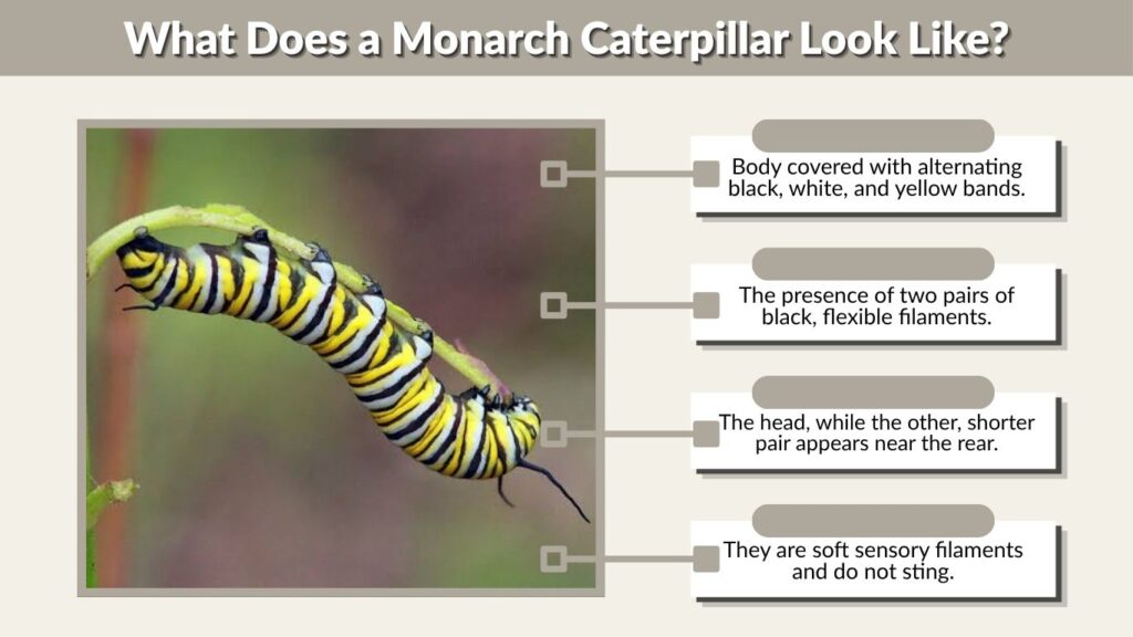 What Does a Monarch Caterpillar Look Like?