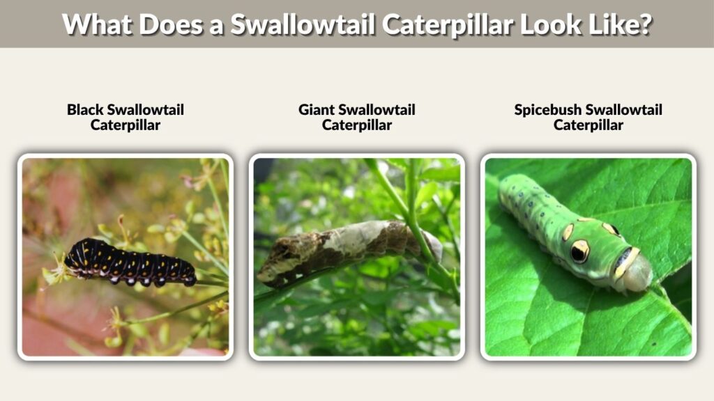 What Does a Swallowtail Caterpillar Look Like?