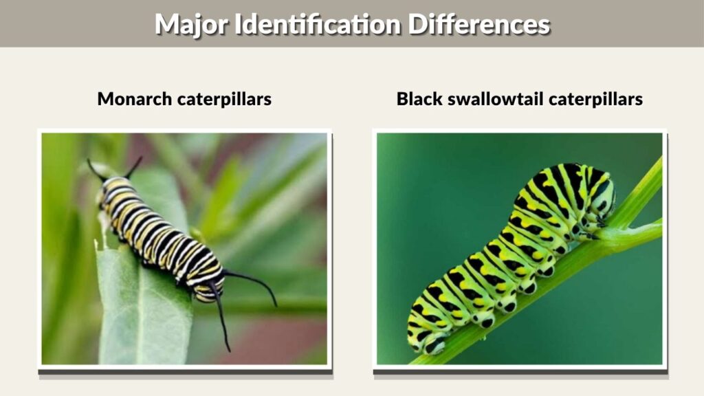 Major Identification Differences