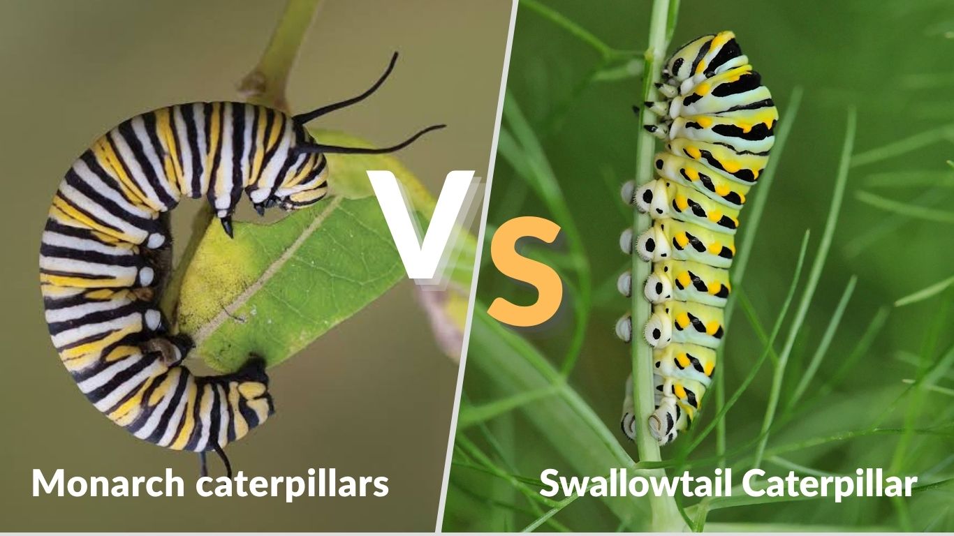 Monarch vs Swallowtail Caterpillar: Key Differences Between Them