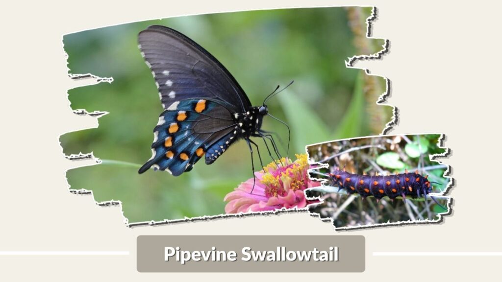 Pipevine Swallowtail