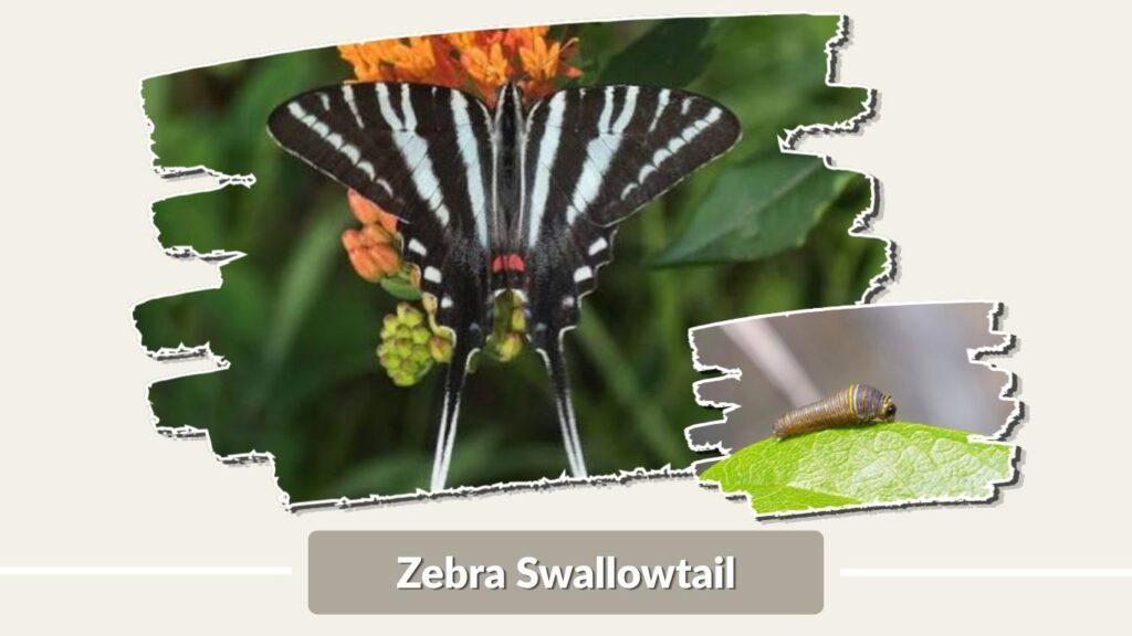 Zebra Swallowtail