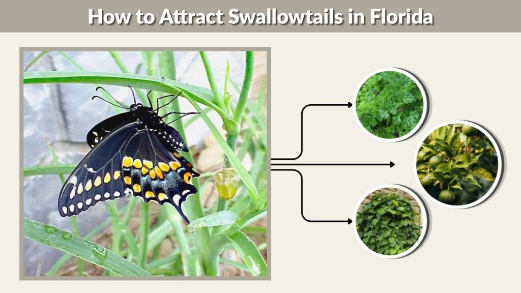 How to Attract Swallowtails in Florida