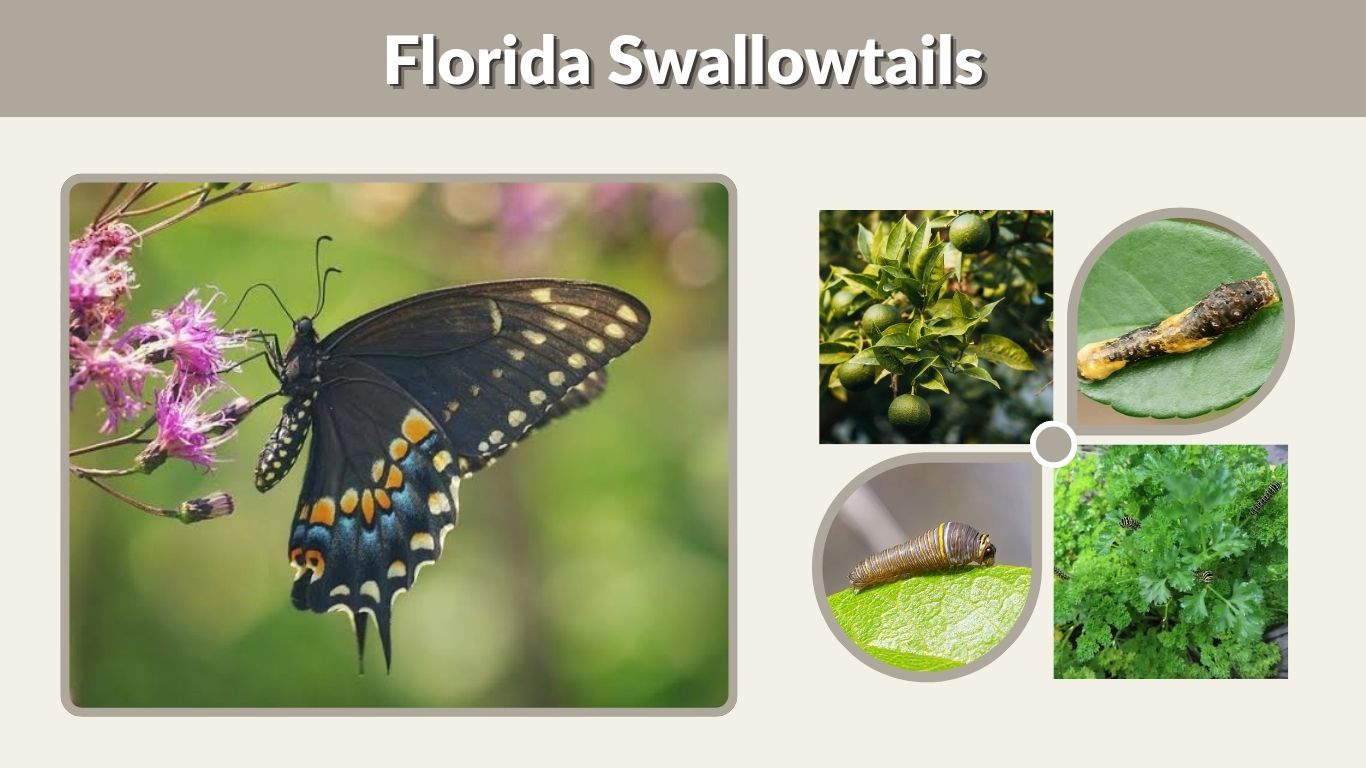 Florida Swallowtails: Identification, Caterpillars and Host Plants