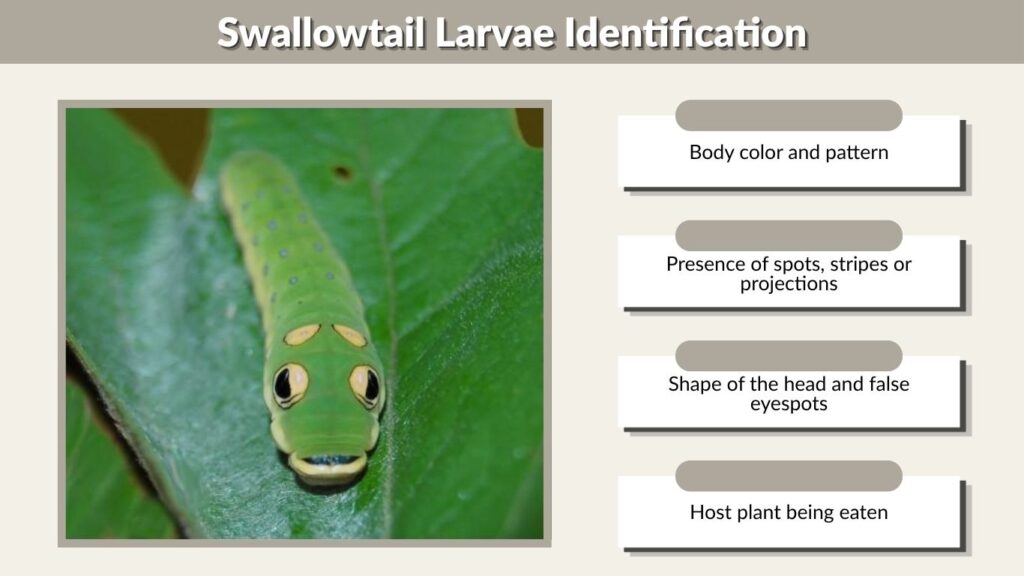 Swallowtail Larvae Identification