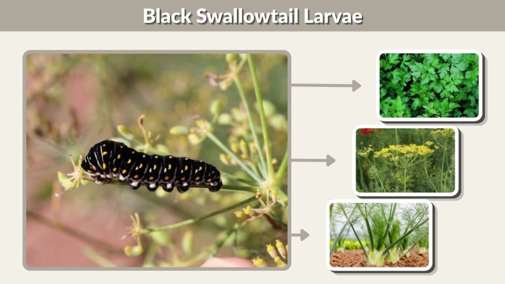 Black Swallowtail Larvae