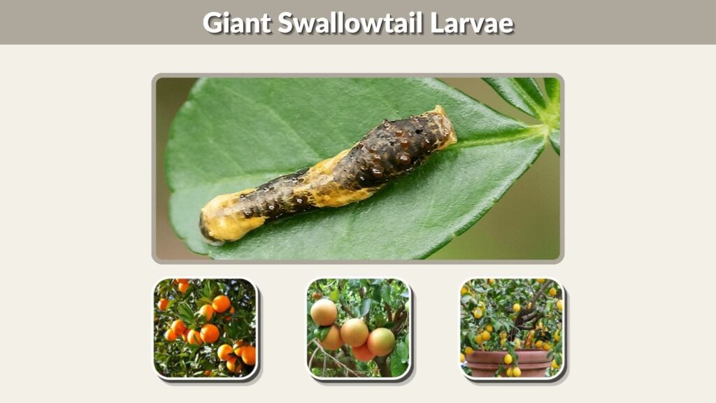 Giant Swallowtail Larvae