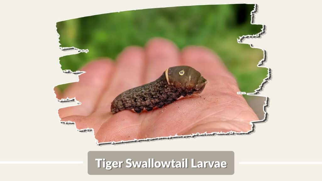 Tiger Swallowtail Larvae