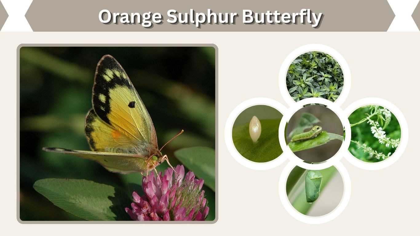 Orange Sulphur Butterfly: Identification, Life Cycle & Facts