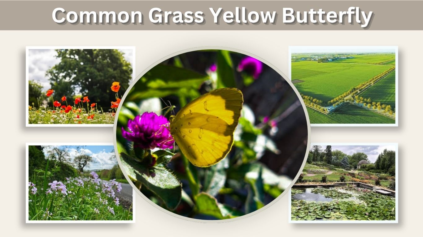 Common Grass Yellow Butterfly: Identification, Life Cycle & Facts