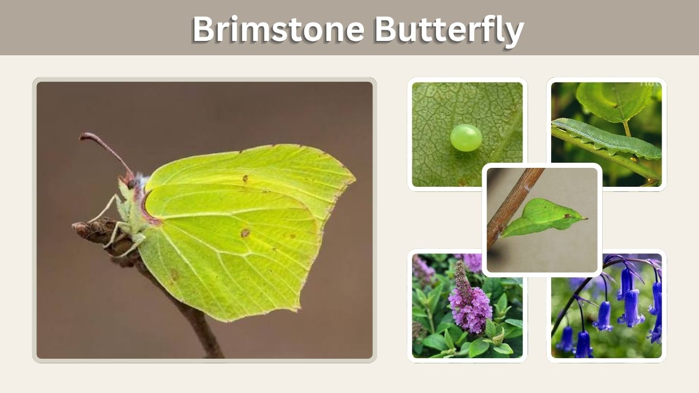 Brimstone Butterfly: Facts, Habitat, Lifespan and Life Cycle