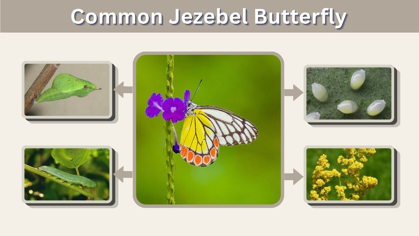 Common Jezebel Butterfly: Facts, Habitat and Life Cycle