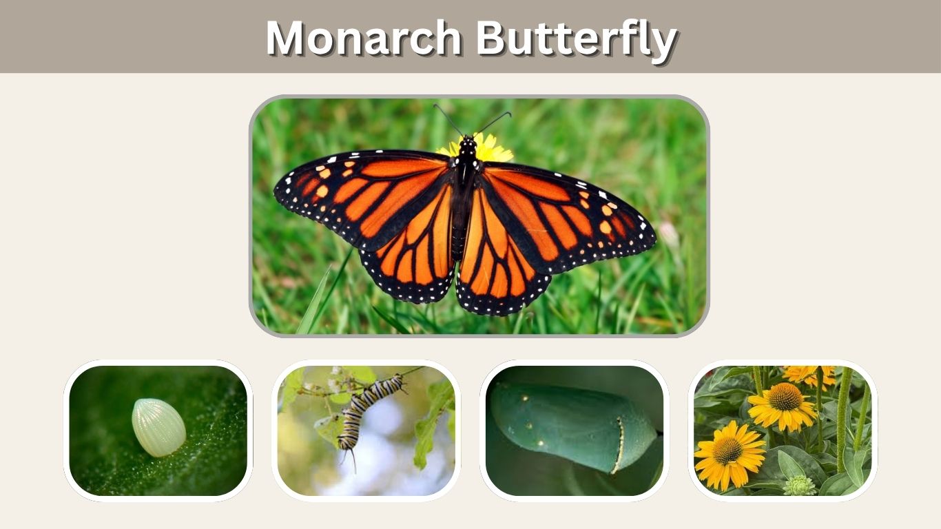Monarch Butterfly: Identification, Life Cycle, Diet, Habitat & Migration