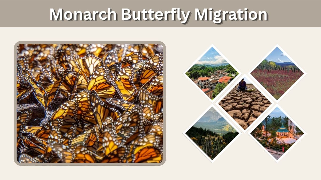 Monarch Butterfly Migration: Route, Timing and Distance