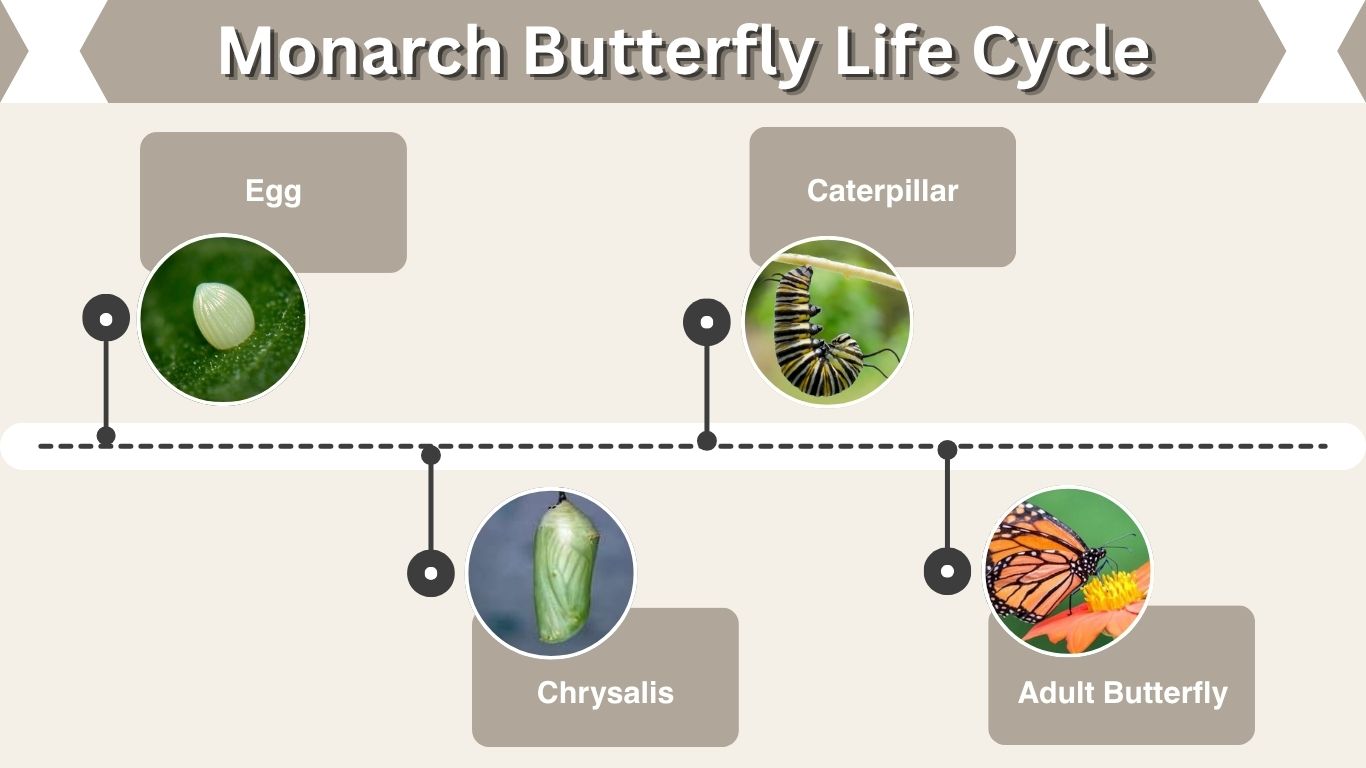 Monarch Butterfly Life Cycle: 4 Stages and Timeline