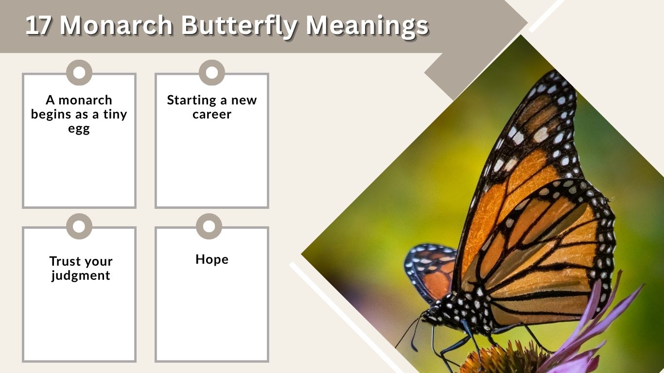 17 Monarch Butterfly Meanings: Symbolism & Spiritual Signs