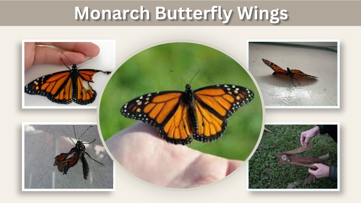 Monarch Butterfly Wings: Colors, Pattern, Size & Problems