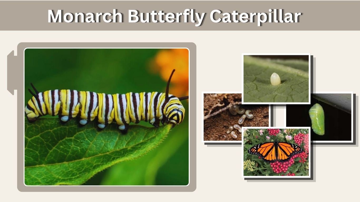 Monarch Butterfly Caterpillar: Identification, Stages, Diet & Life Cycle