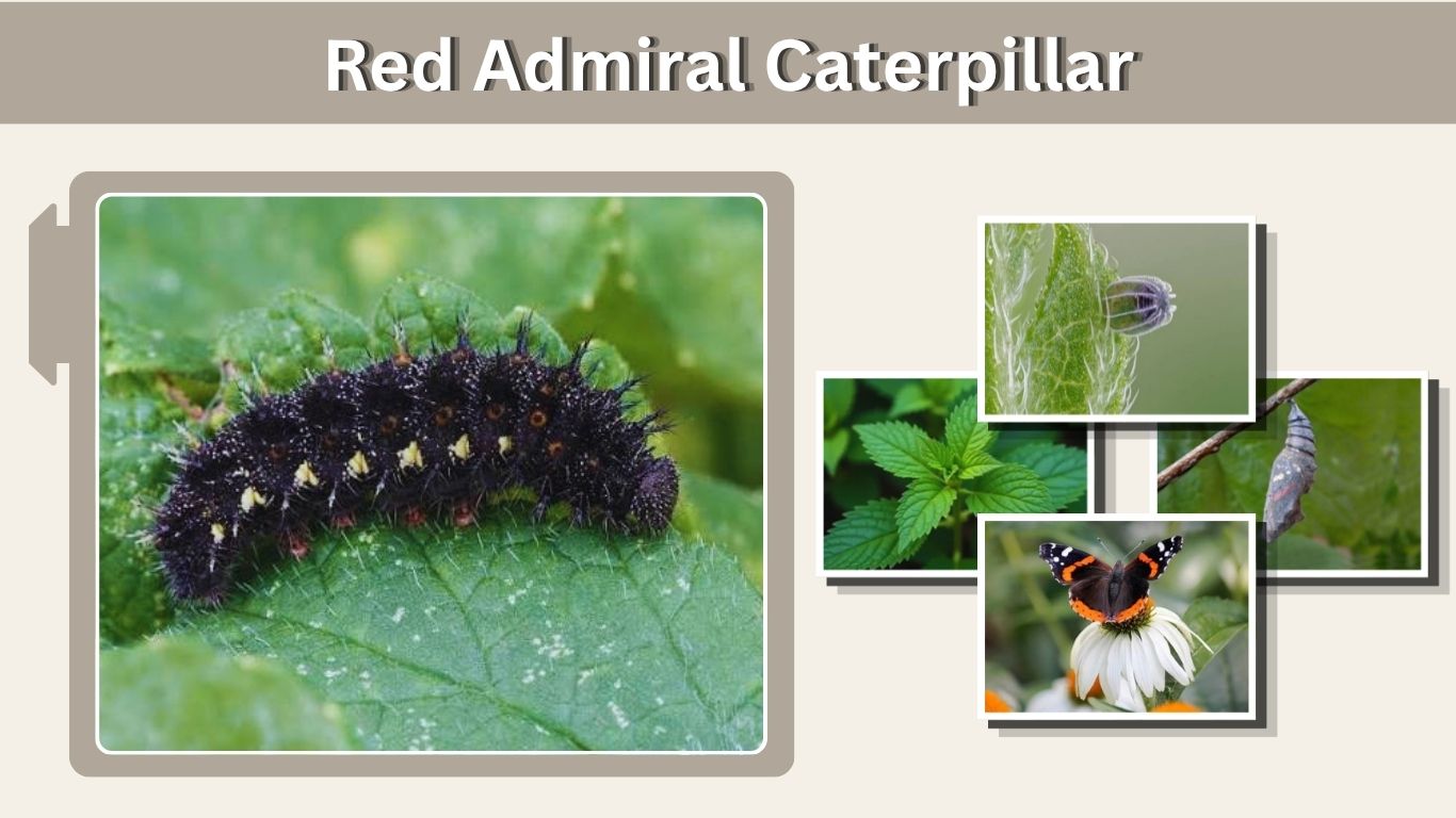 Red Admiral Caterpillar: Identification, Food & Life Cycle
