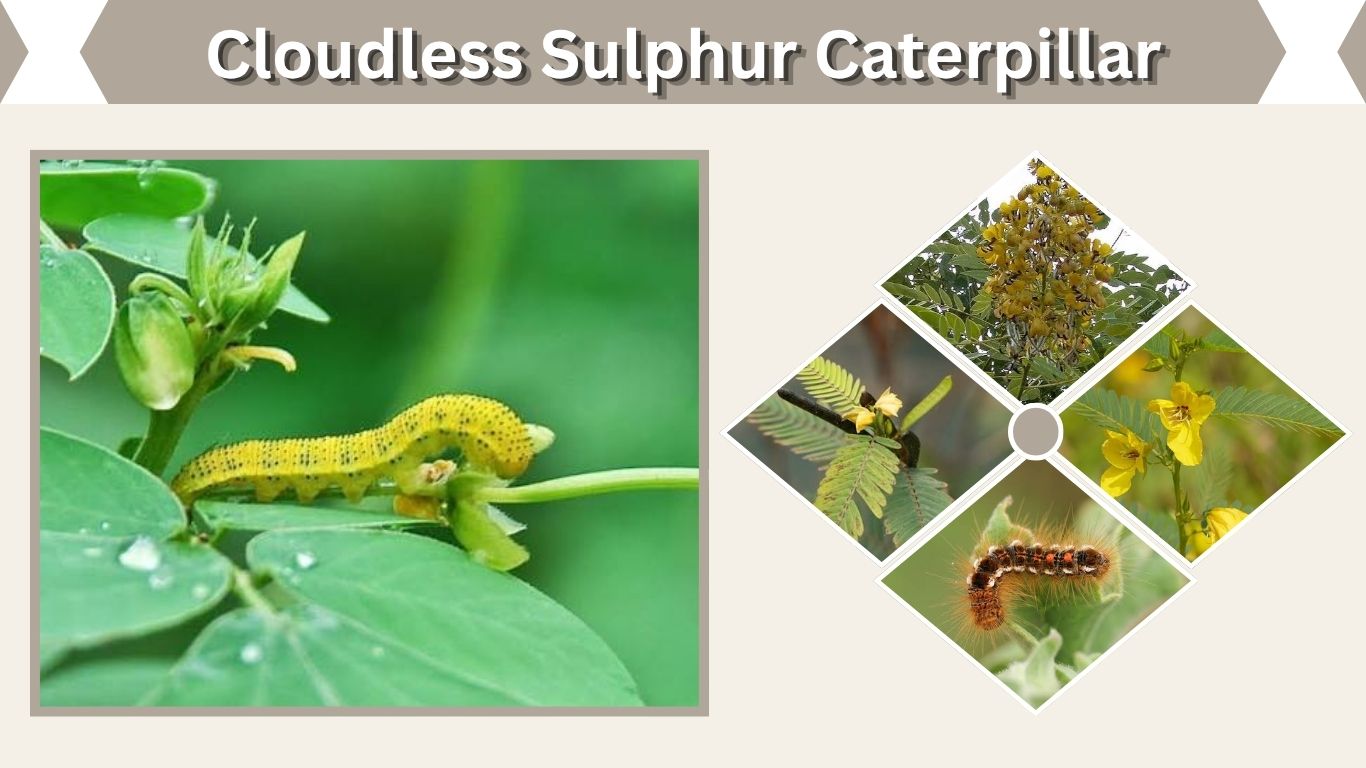 Cloudless Sulphur Caterpillar: Identification, Food, and Life Cycle