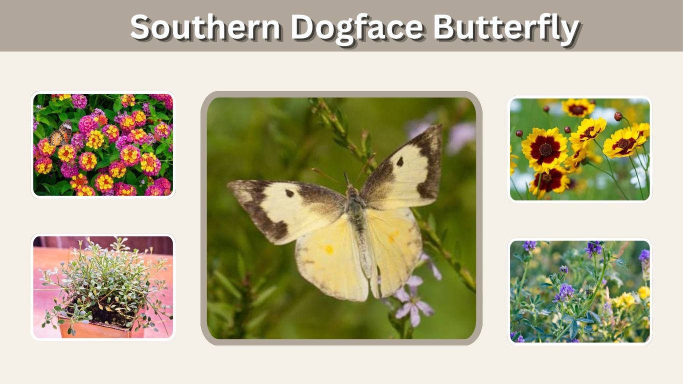 Southern Dogface Butterfly: Habitat, Diet, Life Cycle & Facts