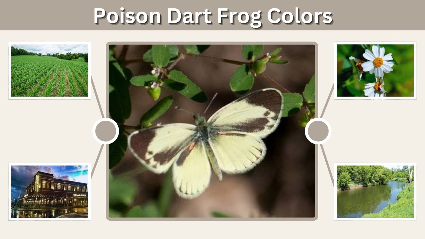 Dainty Sulphur Butterfly: Identification, Caterpillar & Host Plants