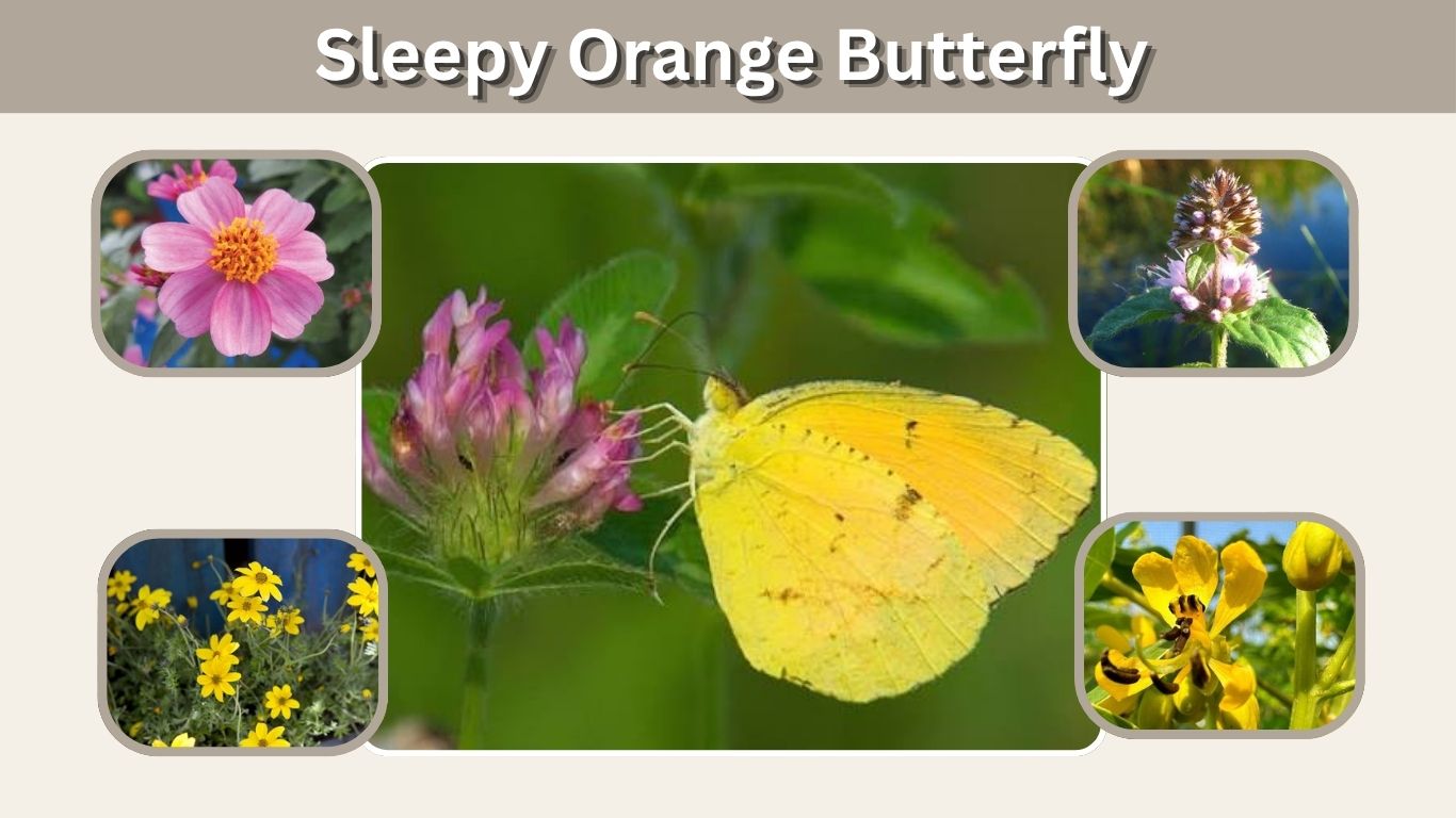 Sleepy Orange Butterfly: Identification, Life Cycle & Facts