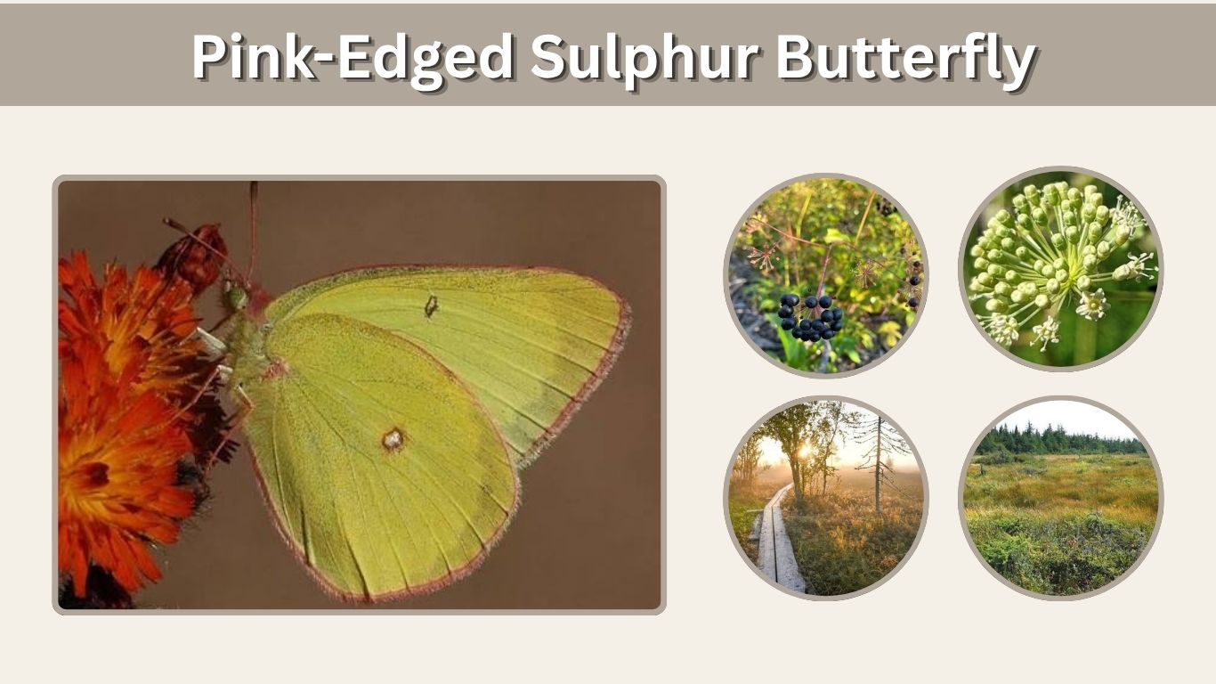 Pink-Edged Sulphur Butterfly: Identification, Habitat & Facts