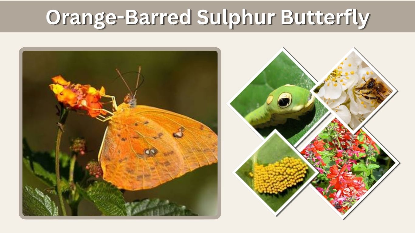 Orange-Barred Sulphur Butterfly: Identification, Caterpillar & Facts