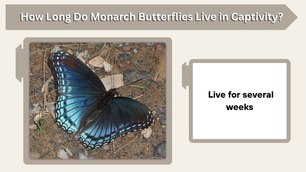How Long Do Monarch Butterflies Live in Captivity?