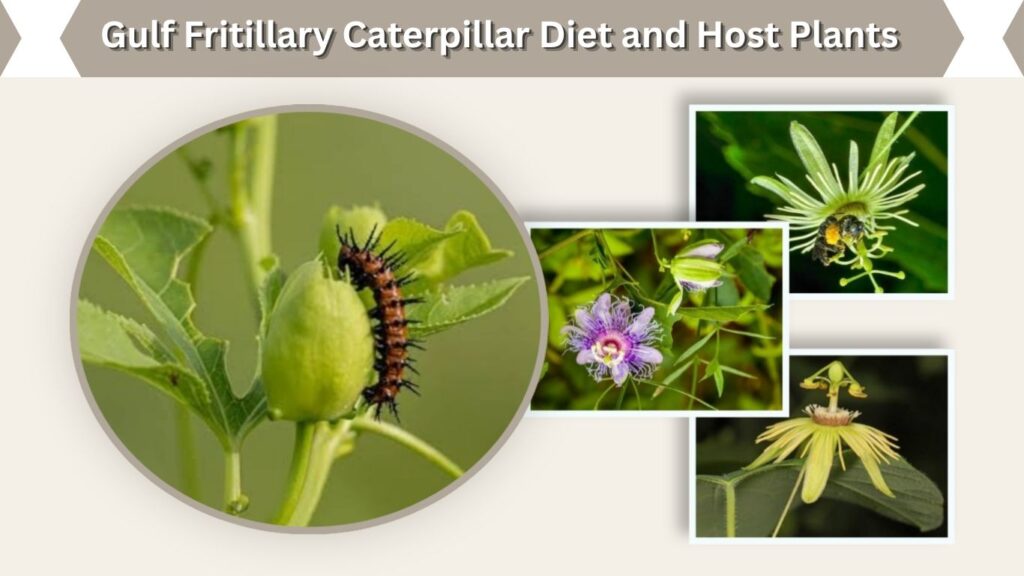 Gulf Fritillary Caterpillar Diet and Host Plants