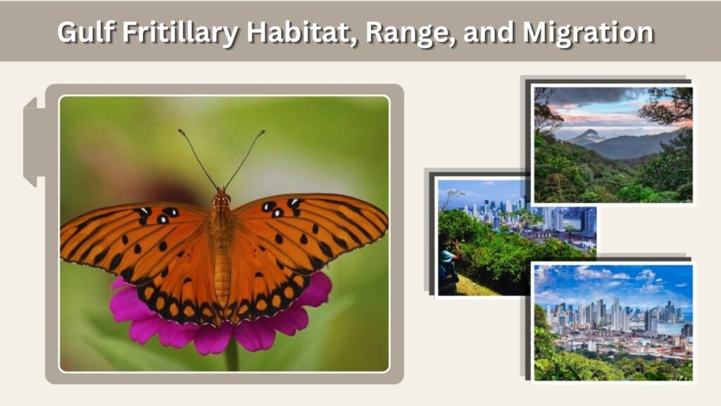 Gulf Fritillary Habitat, Range, and Migration