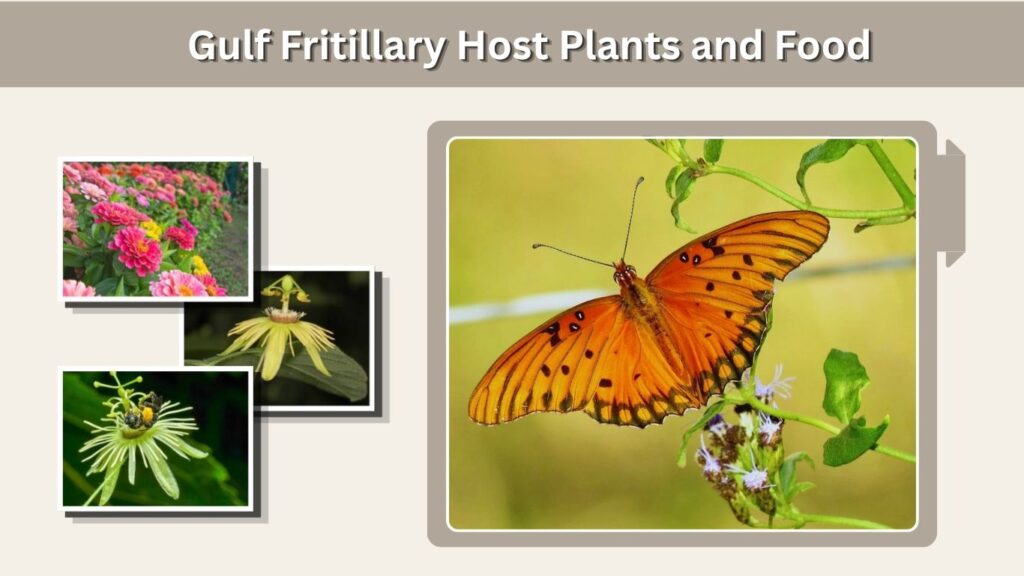 Gulf Fritillary Host Plants and Food