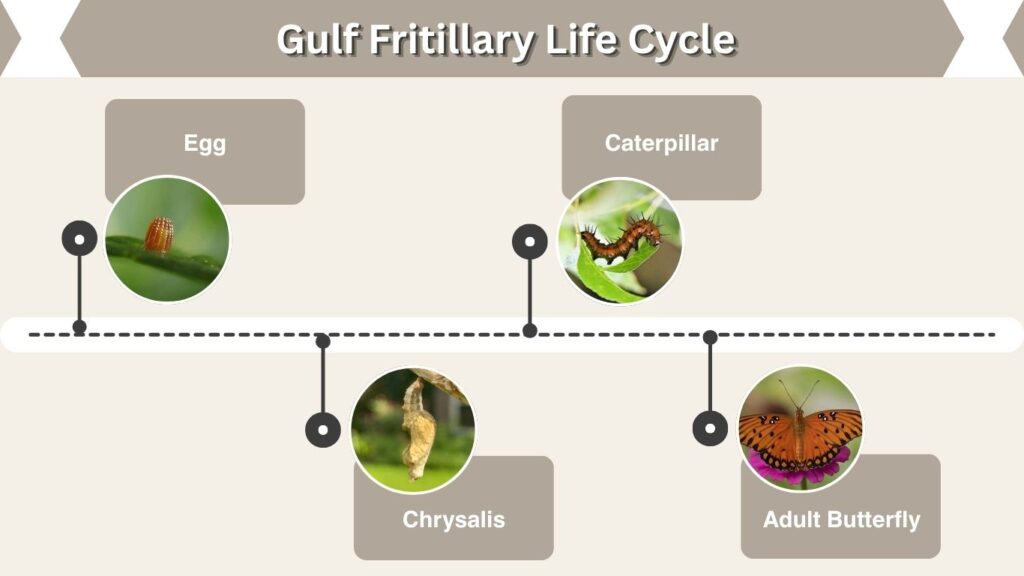 Gulf Fritillary Life Cycle