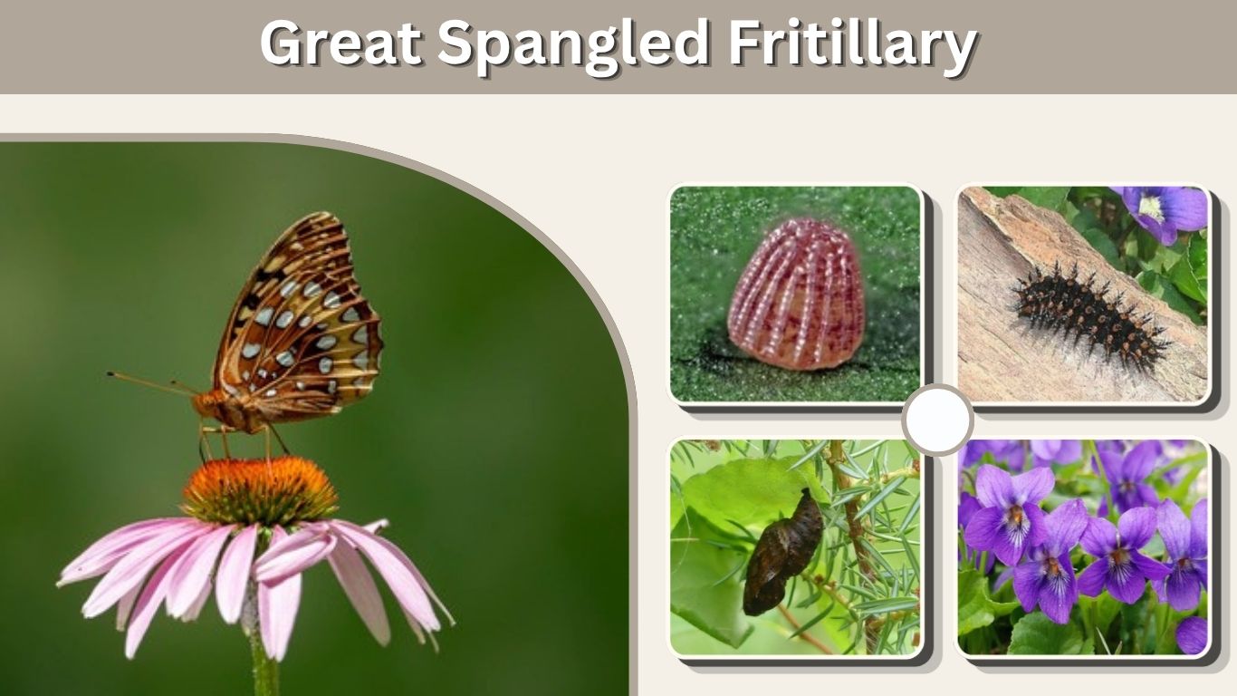 Great Spangled Fritillary: Identification, Life Cycle & Facts