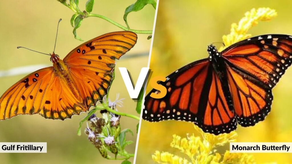 Gulf Fritillary vs Monarch Butterfly