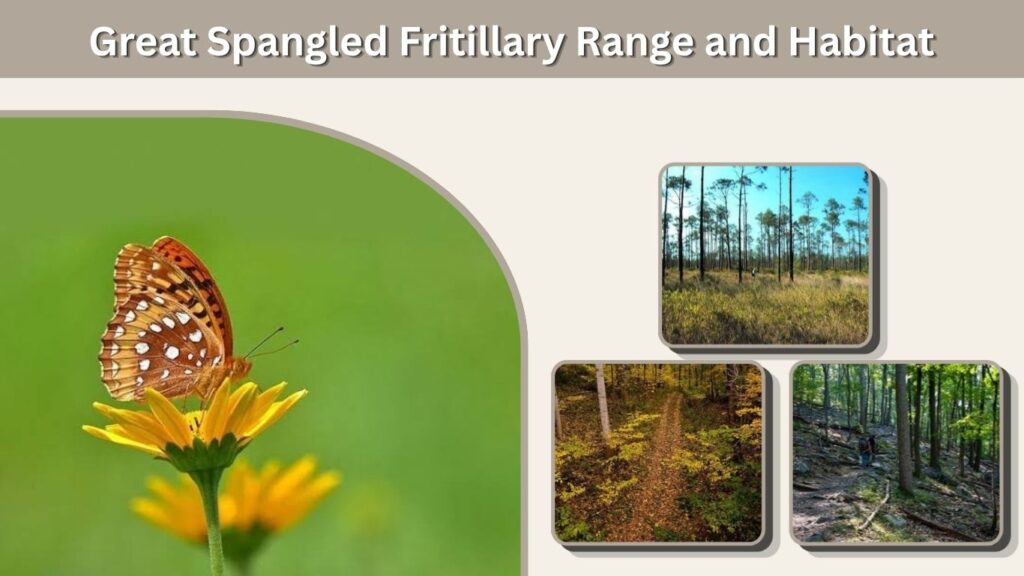 Great Spangled Fritillary Range and Habitat