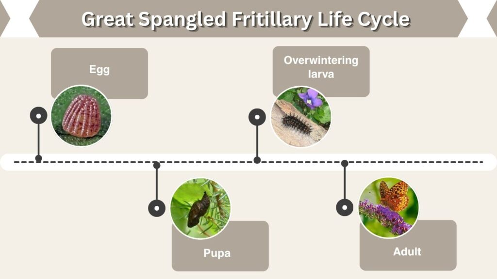 Great Spangled Fritillary Life Cycle