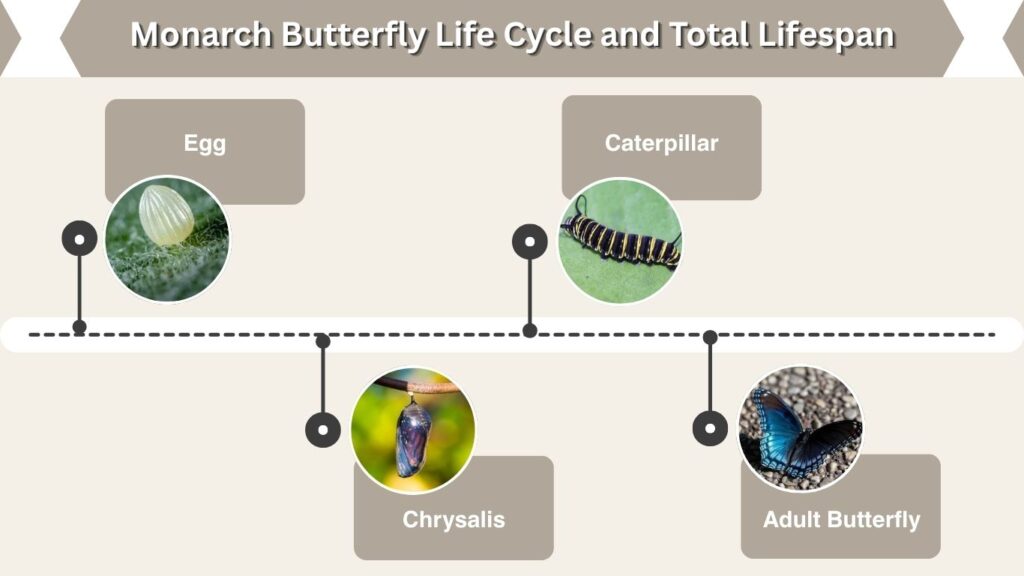 Monarch Butterfly Life Cycle and Total Lifespan
