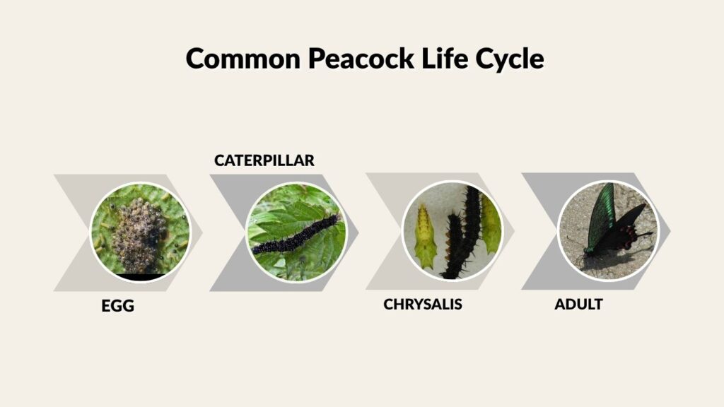 Common Peacock Life Cycle
