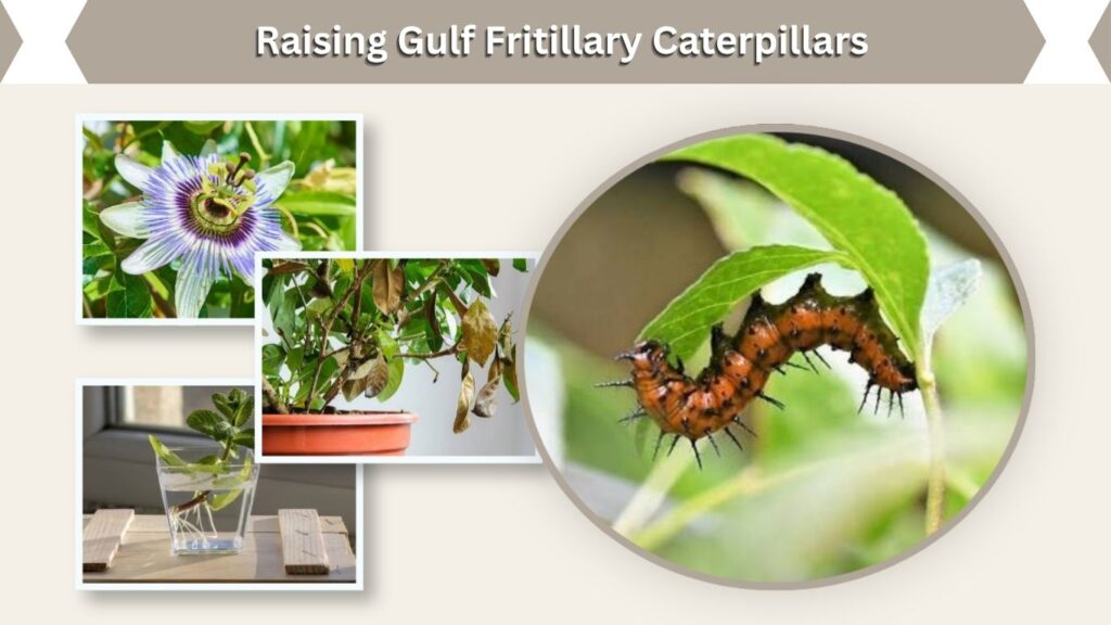 Raising Gulf Fritillary Caterpillars