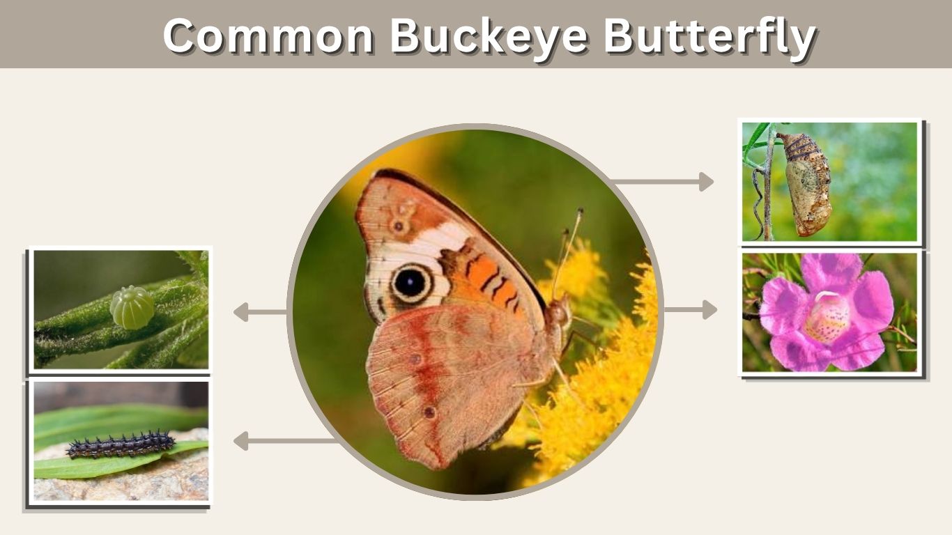 Common Buckeye Butterfly: Identification, Life Cycle & Facts