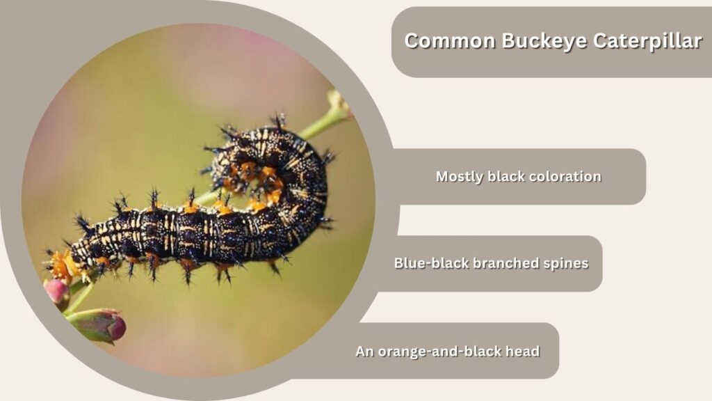 Common Buckeye Caterpillar