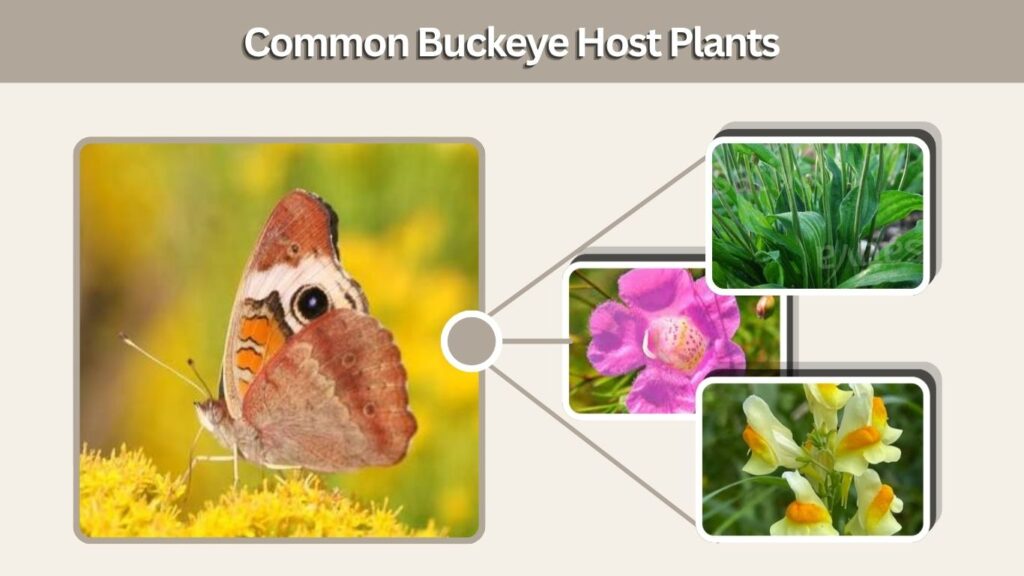 Common Buckeye Host Plants