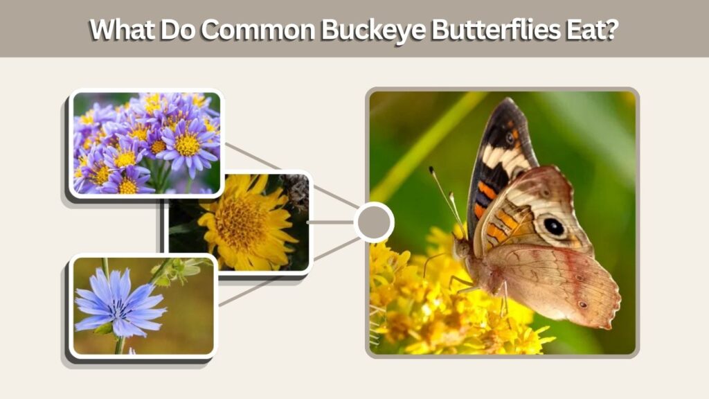 What Do Common Buckeye Butterflies Eat?