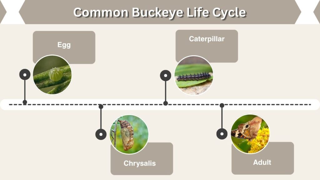 Common Buckeye Life Cycle