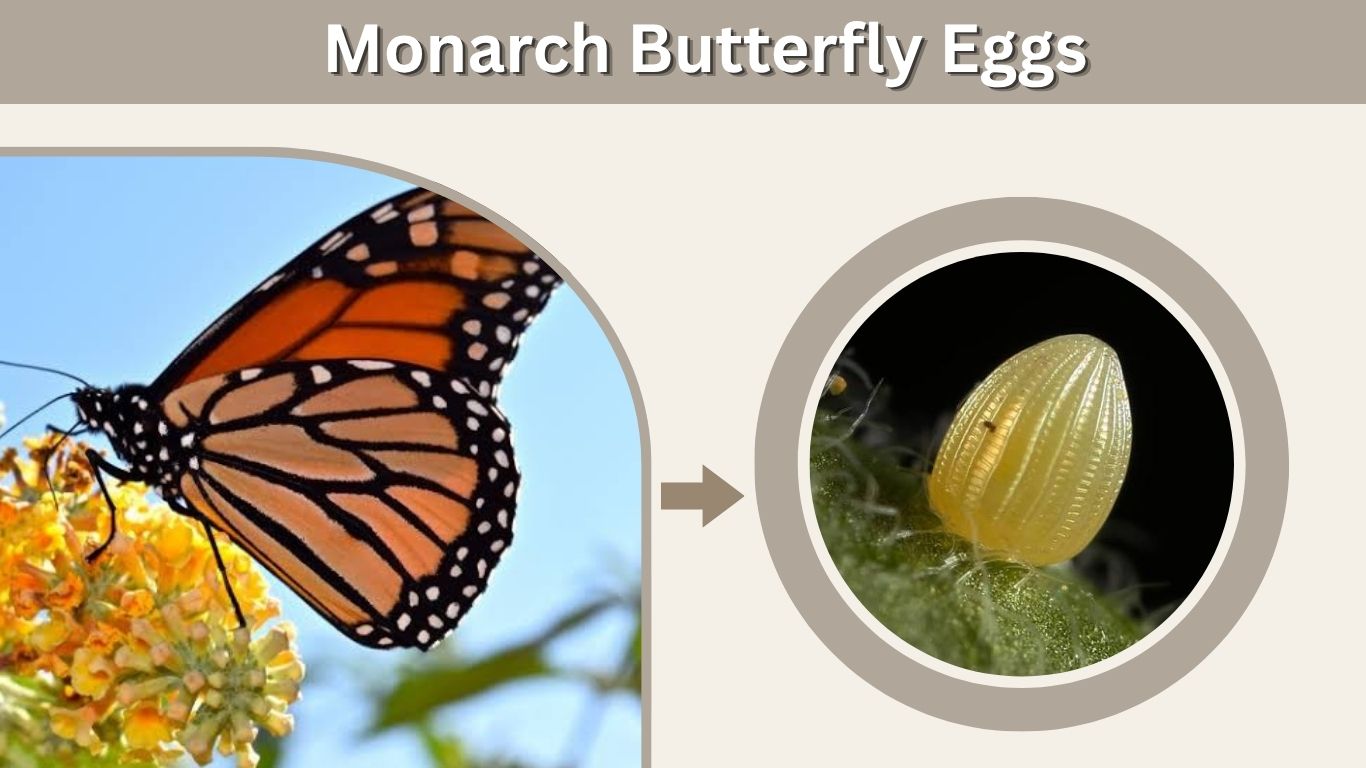 Monarch Butterfly Eggs: Identification, Hatching & Care