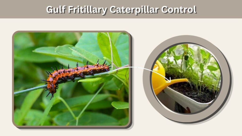 Gulf Fritillary Caterpillar Control