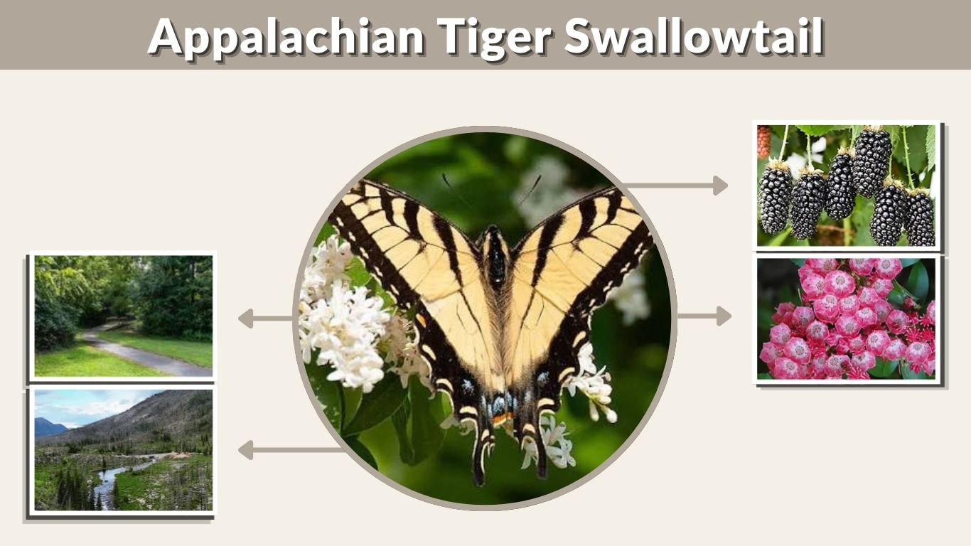 Appalachian Tiger Swallowtail: Identification and FactsAppalachian Tiger Swallowtail: Identification and Facts